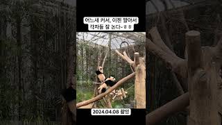 루이바오, 후이바오 꼬물꼬물 귀여운 나무티기~ #panda #판다 #루이바오 #후이바오