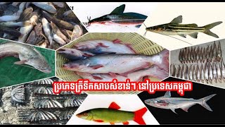 ប្រភេទត្រីទឹកសាបសំខាន់ៗ នៅប្រទេសកម្ពុជា Khmer News Daily