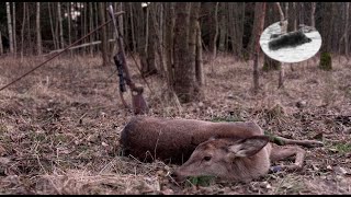 Hunting red deers in February