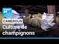 Cameroun : la production de champignons en plein essor • FRANCE 24