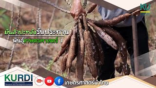 มันสำปะหลังรับประทาน พันธุ์เกษตรศาสตร์ 1