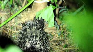 東亞豪豬 East Asian Porcupine