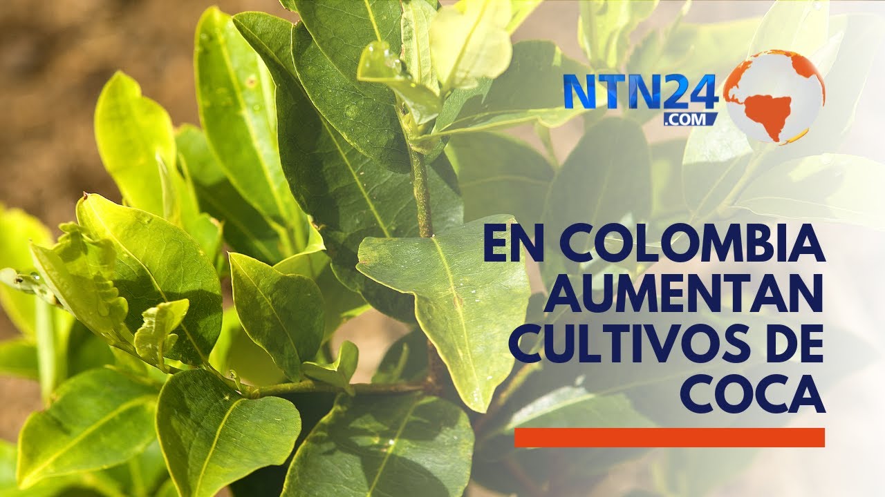 En Colombia Los Cultivos De Coca Alcanzaron Un Nivel Sin Precedentes ...