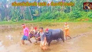 Venur Moodukodi kaati + kolake Raaje | Kambala | VMGNP | #kambala