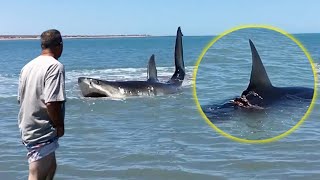Stranded Great White Shark