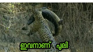 ഇവനാണ് പുലി