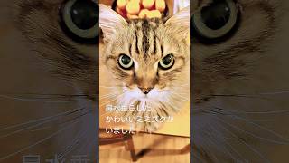 【猫動画】朝起きたら鼻水垂らしたかわいいミミズクがいました🦉💓#shorts #猫  #cat  #サイベリアン