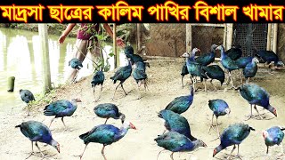 ময়মনসিংহে কালিম পাখির বিশাল খামার । মাদ্রসা ছাত্র কালিম পাখি পালন করে সফল  kalim paki palon