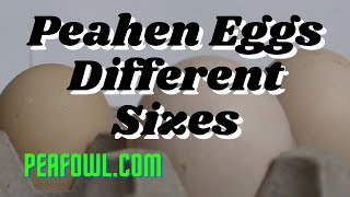 Peahen Eggs, Different Sizes, Peacock Minute, peafowl.com