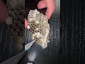 What Is Inside A Wasp Nest?