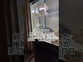 稚魚何に育つか成長記録 第3弾　466日目