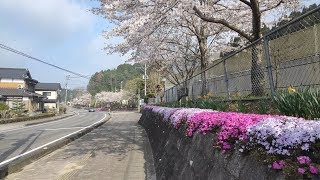 佐賀WALK（佐賀市三瀬村 芝さくらと桜の道）