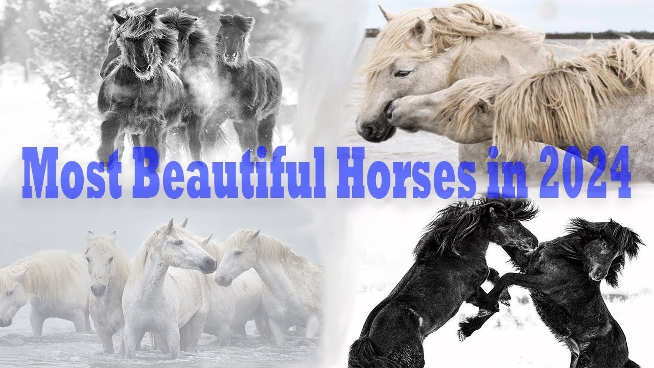 American Beautiful Horses | The Stunning Horses Of The United States ...