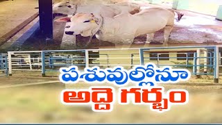 అద్దె గర్భం ద్వారా ఆవుల ఉత్పత్తి | Surrogacy, Key to Reviving Endangered Punganur Cows in Prakasam