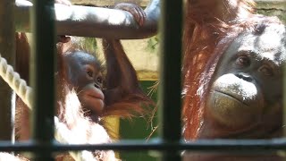 天才レンボ―のお料理教室　円山動物園　ボルネオオランウータン　202104