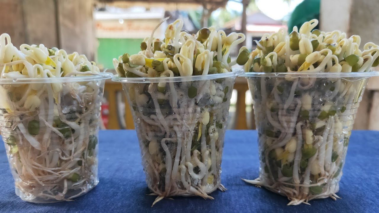 How To Grow Mung Beans Sprouts In Plastic Cups - YouTube