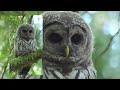 secret life of the barred owl pacific northwest