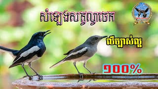 សំទ្បេងសត្វល្វាចេក - Oriental Magpie-Robin