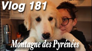 J'offre une Patoune à mon Patou // Montagne des Pyrénées -Vlog 181-