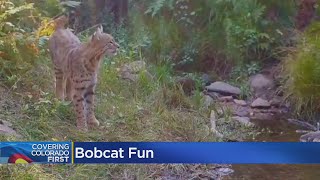 Bobcat Captured On Video Chasing Bird