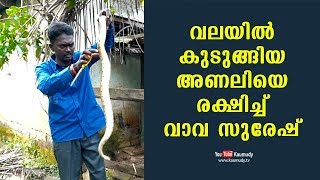 വലയിൽ കുടുങ്ങിയ അണലിയെ രക്ഷിച്ച് വാവ സുരേഷ് | കൗമുദി ടി.വി