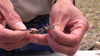 Speciating Grasshoppers | Integrated Pest Management