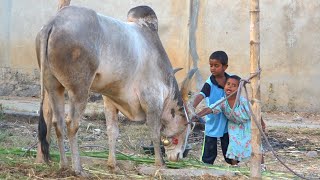 Kids on love with Jallikattu bull Lone Turskar at bukkasagaram