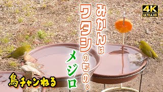 No.13【メジロ】ミカンはワタシのもの（2025.2頃）