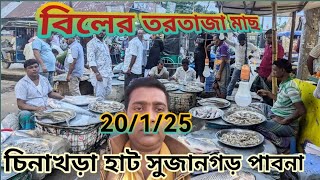 20 January 2025 বিলের তরতাজা মাছ কিনুন কমদামে। চিনাখড়া বাজার পাবনা।নদীর টাটকা মাছ।গ্রামের হাট বাজার