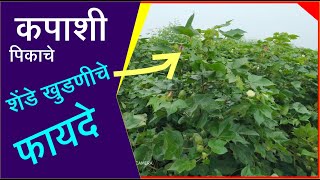 कापूस शेंडे खुडणीची वेळ व पद्धत आणि त्याचे फायदे - Timing, Procedure and Benefits Nipping Of Cotton