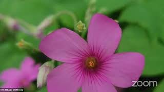 August 2021 Meeting of the Houston Chapter of the Native Plant Society of Texas