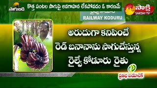 ఎర్ర చక్రకేళి అరటి సాగు రైతులకు బహుళ లాభం Red Banana Farming More Profit for farmers | Sakshi TV