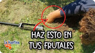 Tienes que HACERLO en tus FRUTALES para darle VIGOR || La Huertina De Toni