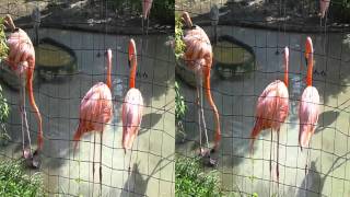 上野動物園フラミンゴ