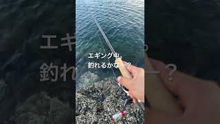 エギングでイカ釣り　#アオリイカ　#釣り　#磯場