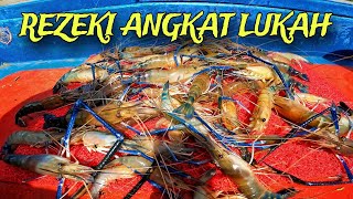 Hasil Angkat Lukah Udang Galah Sungai Gersik, Muar