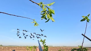 архивное видео с охоты на гуся в мае!!!  2024г.