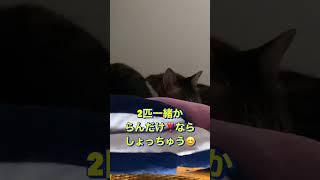 一緒に寝たのは、べるでした💕😊 #べるとらん #きじしろ兄弟 #猫 #腕枕で寝る猫