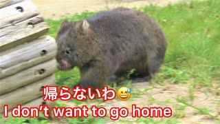 自分の庭に帰りたくないユキちゃん🌸Wombat YUKI, I love this place!! 【動くぬいぐるみ】