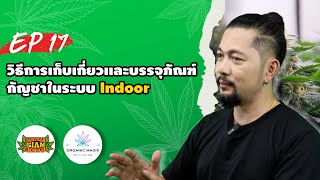 ORGANIC MAGIX EP.17 | วิธีการเก็บเกี่ยวเเละบรรจุภัณฑ์กัญชาในระบบ Indoor