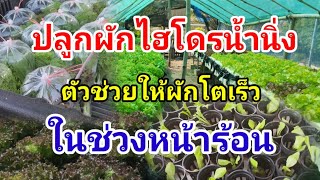 ปลูกผักสลัดหน้าร้อน Hydroponics/#บ้านสวนกิตติธรา #ผักสลัด