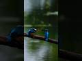 Small Kingfisher's Fishing Mastery #ytshortsvideo #trending #birds #nature #beautifulbirds #wildlife