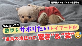 【元繁殖犬トイプードルと暮らす】\