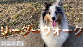 犬しつけ　リーダーウォーク🐾たまーにできるけど…8割がたロコがリーダーだけどね…【シェルティ　ロコ】