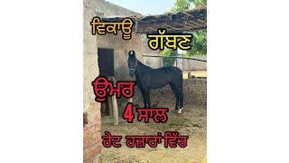 ਘੋੜੀ ਵਿਕਾਊ   ਰੇਟ ਸਮੇਤ ਸਾਰੀ ਜਾਣਕਾਰੀ     mare for sale