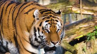 Tiger Video hd 4k _ Free stock footage