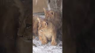 仲良し仔ライオン三姉妹！（旭山動物園　ライオン若夫婦のオリトとイオと風・麗・糸）#shorts