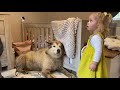 baby girl tries to convince giant sulking dog it s bath time cutest ever