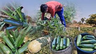 เข้าสวน เก็บซูกินี ผลสวย ผลดก ผลผลิตปีนี้ดีเกินคาด #ซูกินี  #courgette