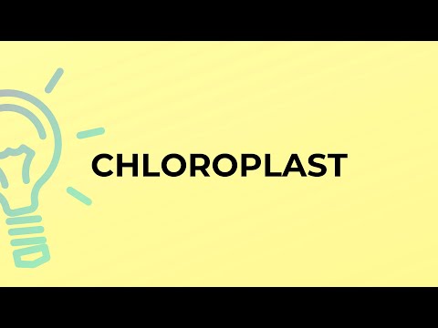 What is the definition for the word chloroplast?